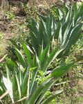 Raicilla starts with Agave Lechuguilla, which is greener (and smaller) than the blue agave which tequila come from.