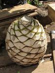 The agave "pineapple" (or heart of the plant) is baked and then crushed before it is distilled into Raicilla.