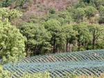 Fields of agave nestled 4500-ft up in the Sierra Madre Mountains.