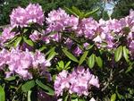 Finnish flowers (Rhodendron).