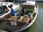 The best Finnish "new potatoes" arrive in Helsinki by boat.