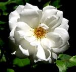 A white rose.