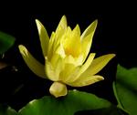 A water lily.