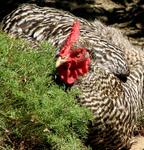 One of the five real chickens that lay fresh eggs (when they're in the mood.)
