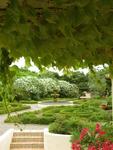 A view through the vines.