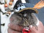 Newsflash: Rodent wins costume contest.  Who could beat this pi-rat?