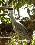 On the San Blas "Jungle Tour" we saw numerous birds whose names we couldn't pronounce.