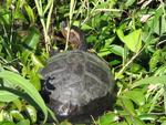 What kind of turtle is that? Cherie asked the jungle-guide.  "A tortuga normal," he answered.