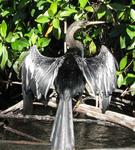 A loon in the sun.