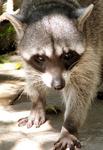 Can you tell the difference between a racoon and a coatamundi?  (This is a racoon!)