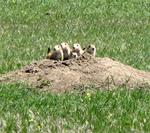 Patience granted us a prairie dog sighting.