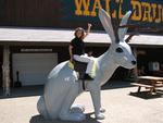 Mounted a jackalope at Wall Drugs.