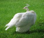 Glimpsed my first albino peacock. (That must mean good luck!)