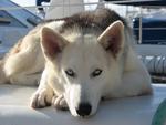 Max, our favorite dog on the dock at Paradise Marina.