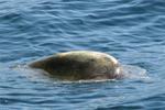 While I was kayaking, a turtle swam by close enough to touch.