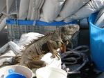 When you are finally ready to do boat work...an iguana gets in your way!