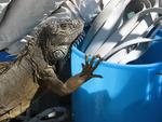 The iguana gets territorial; so the boat work is put off one more day.