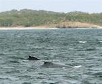 Can you spot the whales between the waves?