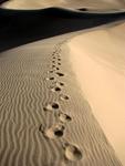 Cherie's solitary footsteps as she walked up the dune alone.