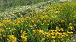 The abundance of snow created wildflowers as far as the eye could see.