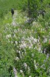 Can you find the trail through the wild flowers?