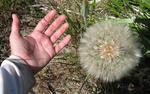 Now that's a big dandilion.