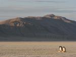 Penguins in the desert.