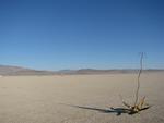Desert life.