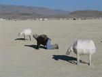 What the flock?  Dean poses playa sheep. *Photo by Cherie Sogsti