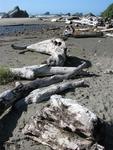 Drift wood.