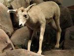 I took this photo of a lamb in the National Bighorn Sheep Interpretive Center just in case we didn't find any sheep on the tour.