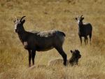 Rocky Mountain Bighorn Sheep.