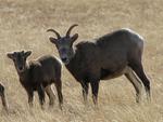 Two members of the Whiskey Mountain Herd. 