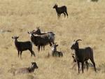 The Whiskey Mountain Herd of Bighorn Sheep near Dubois, Wy.