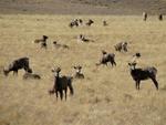 We sat amongst the Bighorn Sheep, relaxed and photographed them in the afternoon sun.