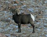 I snapped this photo of a Rocky Mountain Bighorn Sheep from a train in Colorado.