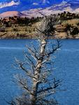 An osprey nest.