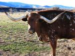 Back in town, we hung out with the Longhorns.