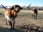 I think this one was flirting with me! (The Longhorns were guests at our RV park in Dubois.)