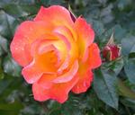 The orange rose. Alternate name: the sweaty flower.
