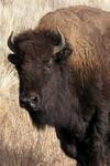 Ths buffalo had that look in his eye.