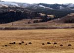 A herd of buffalo.
