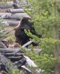 We watch a grizzly bear rip apart an elk carcass.