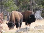 Sometimes you have to look up, otherwise you'll miss the buffalo.