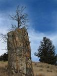 A petrified tree.