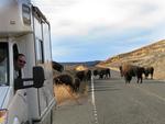 Greg waits for the herd to clear the road.