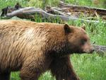 A grizzly bear. *Photo taken by my Uncle Richard Nordskog.