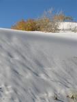 There's a tree under that dune.