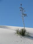 Struggling against the dune.