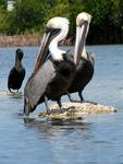 The local pelicans.